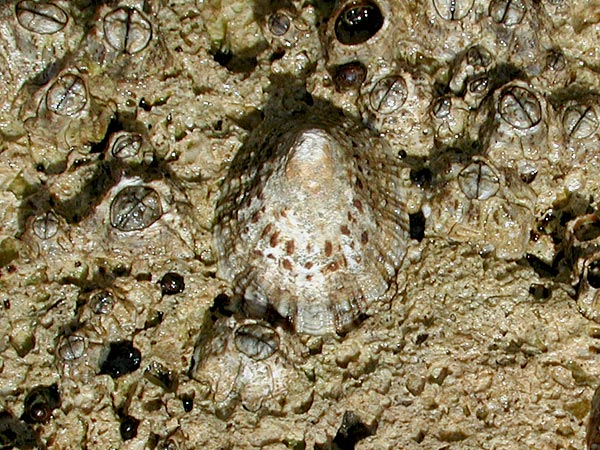 Patella rustica